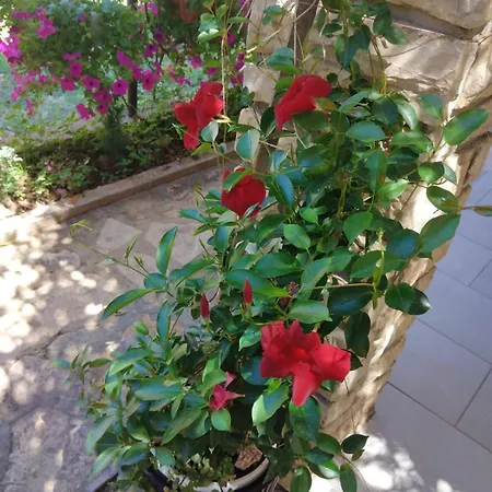 Lu * ויר
